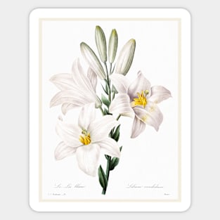 Madonna Lily from Choix des plus belles fleurs (1827) Sticker